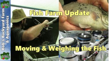 Fish Farm update. Moving & weighing the fish with ideas for modifying the system..