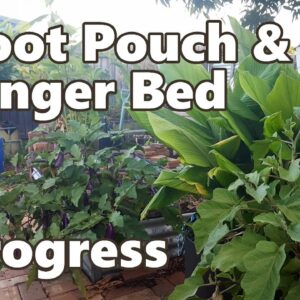 Root Pouch & Ginger Bed Progress - Garden Update