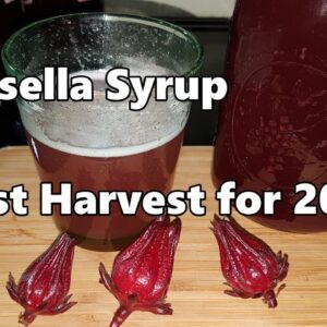 Rosella Syrup Last Harvest for 2017