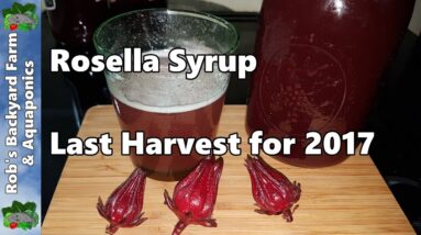 Rosella Syrup Last Harvest for 2017