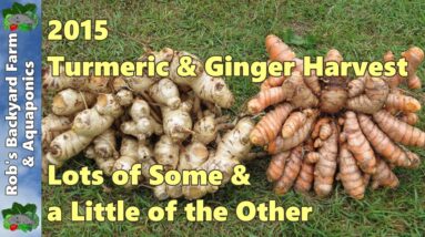 First Turmeric & Ginger Harvest of 2015,  Lots of some & a little of the other.