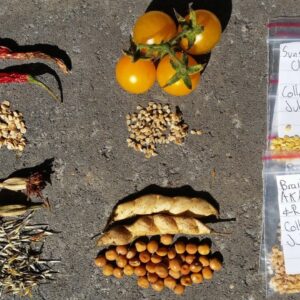 Saving Seeds, Share the Seed Group & a hint of a give away ;-)