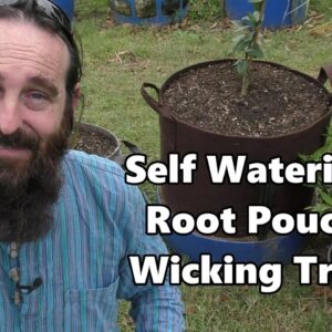 Self Watering Root Pouch Wicking Tray