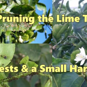 Shaping the lime tree, controling citrus tree pests & a small harvest