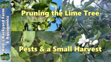 Shaping the lime tree, controling citrus tree pests & a small harvest