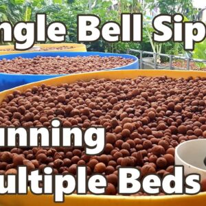 Single Bell Siphon Running Multiple Beds in the Aquaponic System