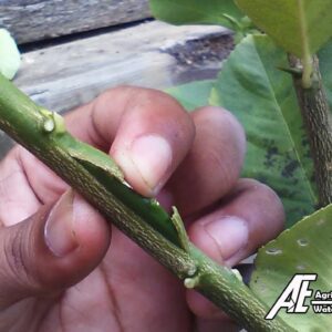 Single Budwood Grafting On Citrus Tree by AE