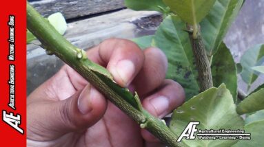 Single Budwood Grafting On Citrus Tree by AE