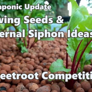 Sowing Seeds, External Bell Ideas & Beetroot Competition - Aquaponic Update