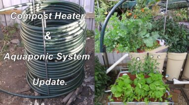 Aquaponic Compost Heater update, water temp's for Jade & Silver perch. AP Update July 2015