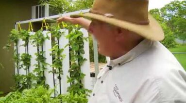 Strawberry Towers in Aquaponics