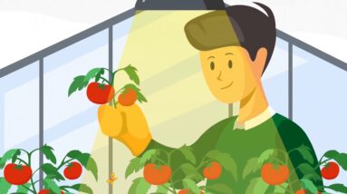 Streamline Your Commercial Aquaponics Farm