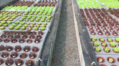 Student Farm in Fiji