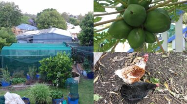 Subtropical Urban Farm Update. Wicking Gardens & New Pond. Spring 2015