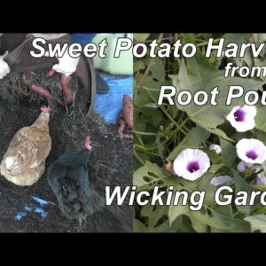 Sweet potato harvest from the Wicking Root Pouch Garden..