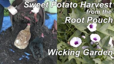 Sweet potato harvest from the Wicking Root Pouch Garden..