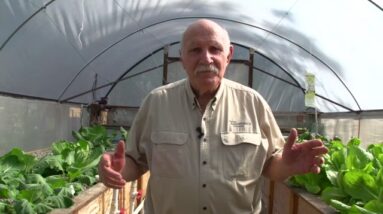 The Beauty of Aquaponics