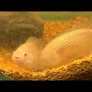 Tilapia Spawn Watch