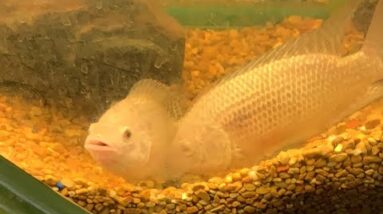 Tilapia Spawn Watch