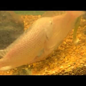 Tilapia Spawn Watch