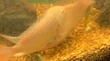 Tilapia Spawn Watch