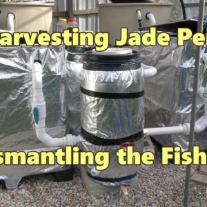 Harvesting Jade Perch & Dismantling the fish farm (RAS) with added compost worms.