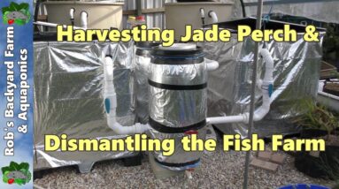 Harvesting Jade Perch & Dismantling the fish farm (RAS) with added compost worms.