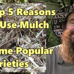 Top 5 Reasons to Use Mulch & Some Popular Varieties