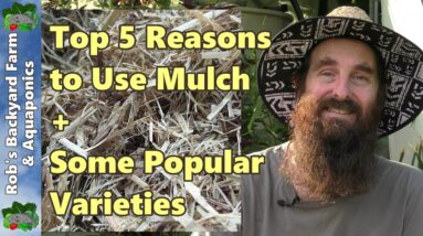 Top 5 Reasons to Use Mulch & Some Popular Varieties