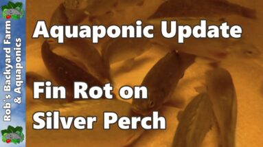 Treating Fin Rot on Silver Perch - Aquaponic System Update