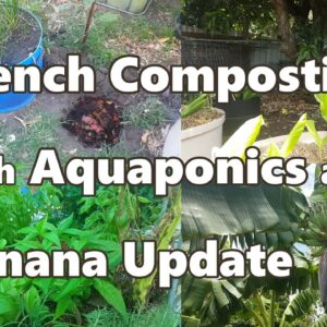 Trench Composting with Aquaponics and Banana Update