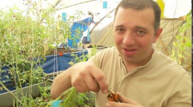 Urban Aquaponic Farm Tour in Amman, Jordan