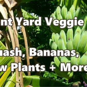 Urban Farm Front Yard Wicking Garden Update - Squash,  Bananas + More