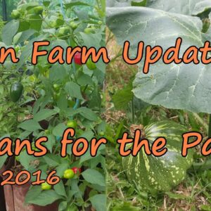 Urban Farm Update. Start of the Cool Season in the Patch. 2016