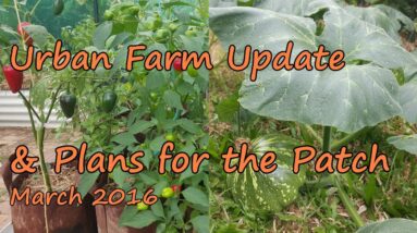 Urban Farm Update. Start of the Cool Season in the Patch. 2016