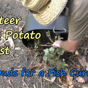 Volunteer Sweet Potato Harvest.