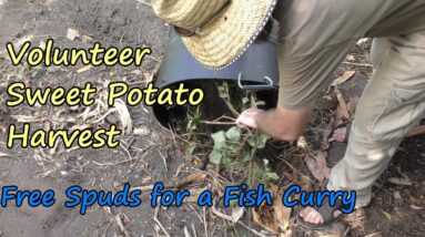 Volunteer Sweet Potato Harvest.