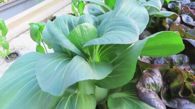 Walk around the Aquaponics Greenhouse