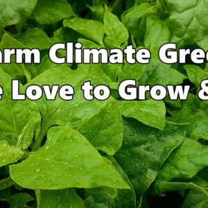 Warm Climate Greens We Love to Grow & Eat