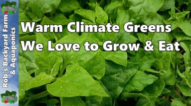 Warm Climate Greens We Love to Grow & Eat