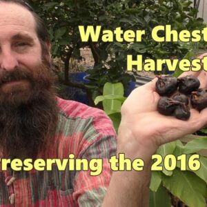 Water Chestnut Harvest & Storage 2016