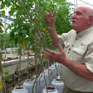 Which Tomato System Grows Best in Aquaponics?