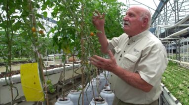 Which Tomato System Grows Best in Aquaponics?