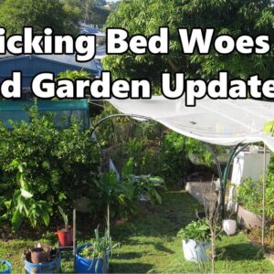 Wicking Bed Woes & Garden Update