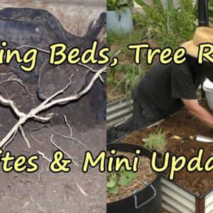 Wicking  beds, the Invasion of the Tree Roots.  Mites & Mini Update Included.