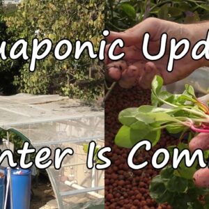 Aquaponic Update,  Winter Is Coming. Planting Out the beds & Quick look at the fish. May 2016.