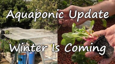 Aquaponic Update,  Winter Is Coming. Planting Out the beds & Quick look at the fish. May 2016.