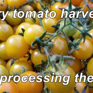 Yellow Cherry tomato harvest & processing. A tasty little fruit indeed.