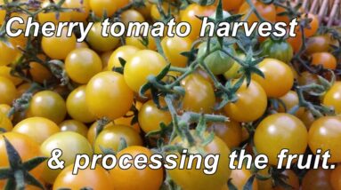 Yellow Cherry tomato harvest & processing. A tasty little fruit indeed.