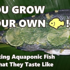 YOU GROW YOUR OWN FISH!?  Cooking Aquaponic Fish & What They Taste Like